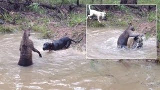 Shocking moment Kangaroo tries to drown a dog