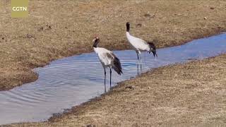 Wild animals roam freely in northwest China's Qinghai