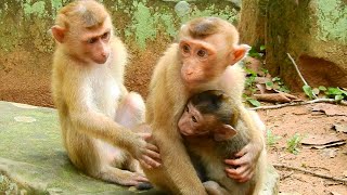 Monkey Katy and Sovana comfort Lisa to take baby monkey Ronnie come back