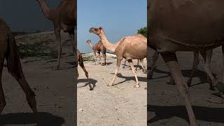 سيقوم العمال في الصحراء بإطعام جمالهم بالمياه القذرة #camel #animals #desert #camellife #camelcultur