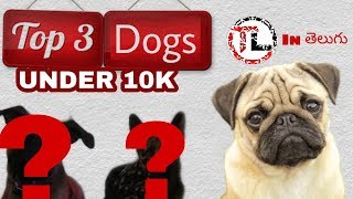 Top 3 Dogs | Under 10K | Popular Dog Breeds | Taju Logics