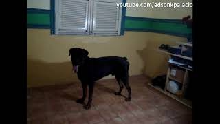 Instruções ao meu cachorro rottweiler