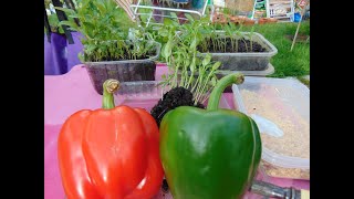 शिमला मिर्च कैसे उगाएं -  Bell Pepper. अच्छा स्वास्थ्य, वायरस को हराएं! लाखों में बचत ⤋⤋मदद करो⤋