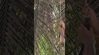 চলুন গাছ থেকে ডাব পাড়ি #villstylee #viral #farming