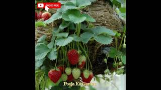 इन ट्रिक्स के साथ लगाएं गार्डन में स्ट्रॉबेरी#song#chatpooja#gardening#viral#shorts#foryou#bts#kpop