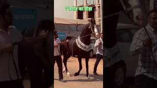 Marwadi Horse #horse #pushkarhorsefair #indianfair #pushkarhorsemarket #horselover #horseriding