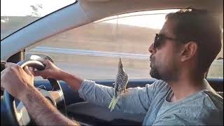 Driving my car  with parrot 🦜