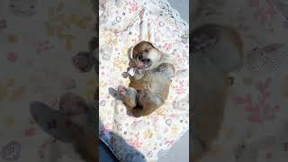 Just born human baby #trending #puppy #viralvideo #viralshorts