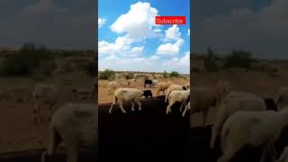 One of the Best View to enjoy in Rajasthan • Natue • Sheeps • Desert #short #youtubeshorts #youtube