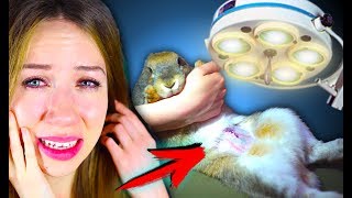 ОПАСНАЯ ОПЕРАЦИЯ !!! ЭЛЛИ ПЛАЧЕТ СПАСЕНИЕ КРОЛИКА | Elli Di Pets