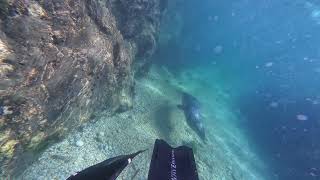 Seal Snorkelling  Great Sleadon Rock Start Point UK... seals come close