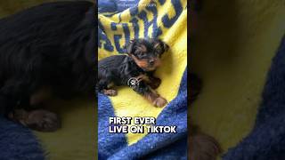 Want to meet Yorkie Puppy “Squirt” in person? He is going live on TikTok today!