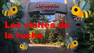 Visites de la ruche