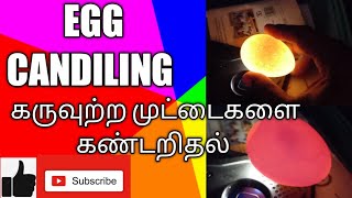 egg candiling