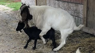 Big Goat Boy And Small Goat Babay Girl