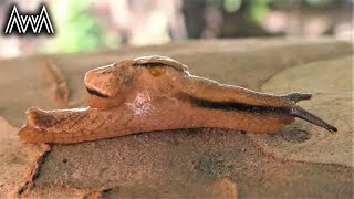 AwA Semi-slugs ~ Snugs (Helicarionidae)