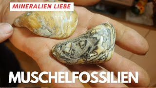 Muschelfossilien aus Methoni Griechenland aus Mineralien Sammlung