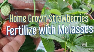 How to Grow Strawberries in Containers |Molasses as Fertilizer #strawberry #HNTVBAGUIO #MOLASSES