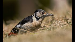 Beautiful female at work in high altitude Himalayas- Himalayan Woodpecker