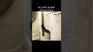 イリュージョンなねこ。 #Shorts