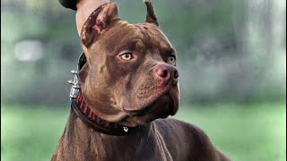 O Poder do American Pit Bull Terrier | O bicho é insano | 3|