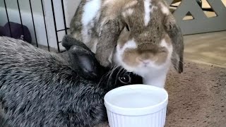 bunny begs to be groomed while his friend drinks water over his head 😆 🤣 😂