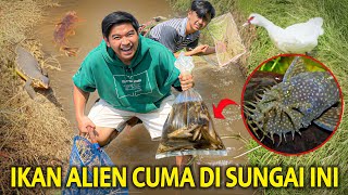 NYESER IKAN ANEH ALIEN LIAR YANG CUMAN ADA DI SUNGAI KECIL INI! DAPET JACKPOT INDUKNYA!