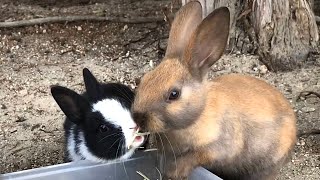 After about 20 seconds, the baby rabbit makes us smile!