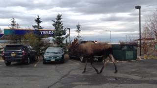 Alaska bull moose - iPhone 5 HD video