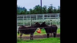 Donkeys Love Traffic Cone