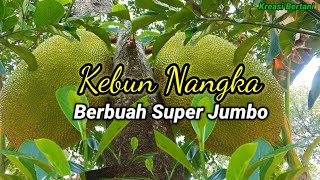 Cek Kebun Nangka Berbuah Ukuran Jumbo