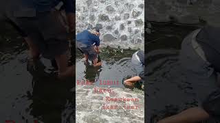 mancing di danau kawasan MM2100 (Cikarang Bekasi) umpan lumut batu.