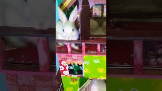 Rabbit  in the  house #shorts #short #youtubeshorts #shortsfeed #rabbit #pets #animallover