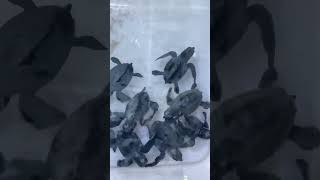 Newly hatched baby turtles