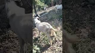 Persiapan Hari Raya Iedul Adha #hewan #kurban Kambing di #masjid Plumbon #pandaan