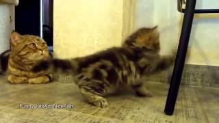 Cutest and furious Panda the Kitten Funny Cats YouTube   YouTube