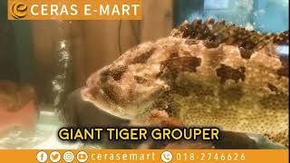 😋🍴NAK RASA YANG LUAR BIASA ? ANDA PERLU CUBA GIANT TIGER ..🍴😋