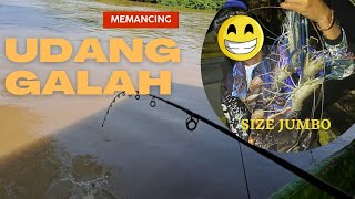 Mancing Udang Galah Size Jumbo di Sungai Bengawan Solo