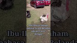 Ayam Belanda lagi faham cakap ibu atau tu ayam mengolok? 🤔 #nature #shorts #animals #funny