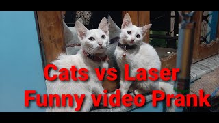 Cats vs Laser -Funny Video prank