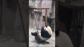 مهارات الباندا🐼