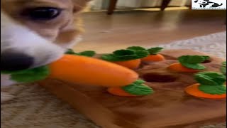 🥕My dog Hammy likes to plug carrot from this carrot patch dog toy so much !! 🥕 barkermeow