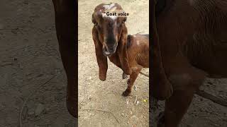 goat voice #goat #animalssounds #giraffe #funny #cute #animals