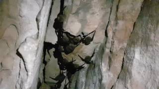 Bats in Two Storey Cave, Cania Gorge National Park, Australia