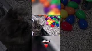 La Partida de un Gato  Reflexiones y Legado