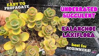 UNDERRATED SUCCULENT FOR BEGINNERS | KALANCHOE LAXIFLORA CARETIPS AND PROPAGATION | By Intri's TV