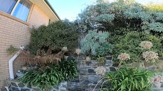 FORGOTTEN FOR 4 YEARS: CAN THIS BACKYARD BE SAVED?