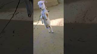 dog any animation goat funny video 😀 #shortvideo #viralvideo #viralshort funny short video