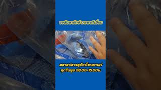 ฮอลันดายักษ์เกรดพรีเมี่ยม #ตลาดปลาจตุจักร  #ตลาดปลาสวยงาม #ตลาดปลาสวยงามข้างเจเจมอลล์ #ตลาดปลาลานเร่