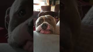 i am a beautiful dog[try not to laugh]